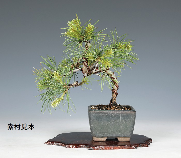 五葉松