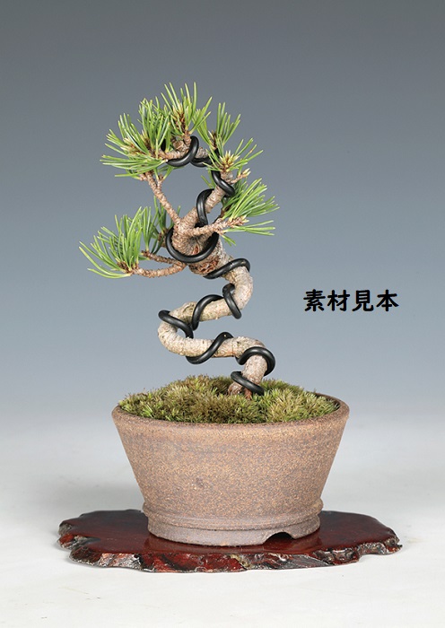 五葉松〔九重〕