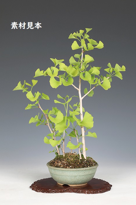 いちょう(寄せ植え)