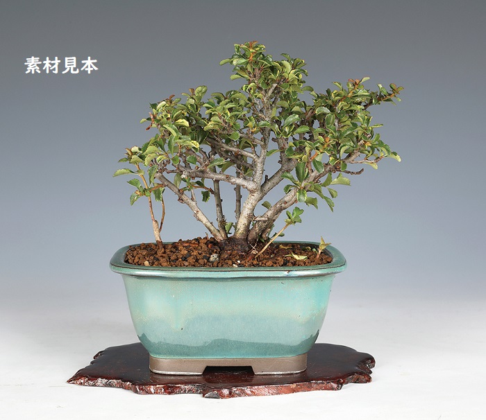 長寿梅