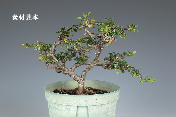長寿梅