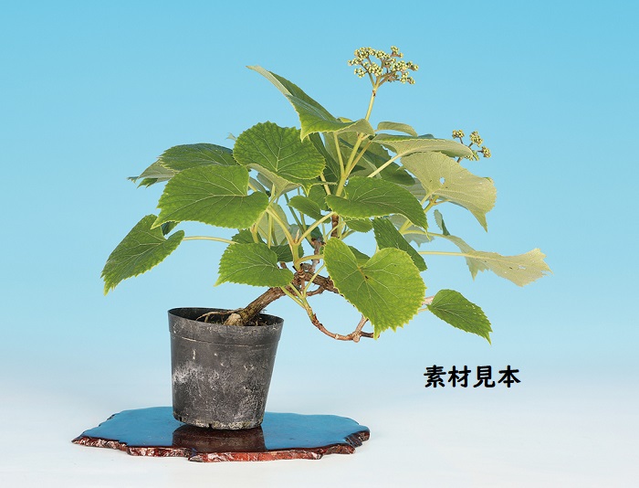 岩がらみ