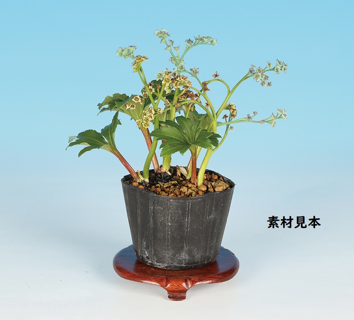 獅子葉タンチョウソウ