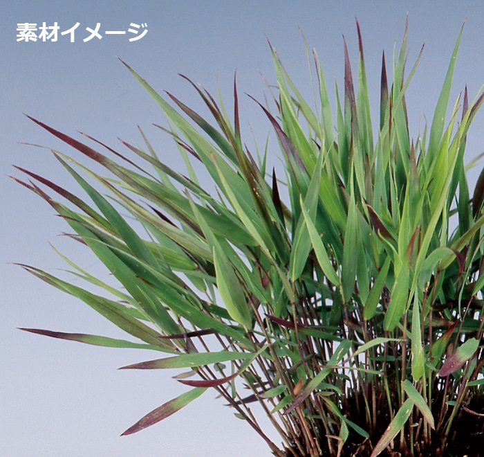 ベニフウチソウ　9cmﾎﾟｯﾄ