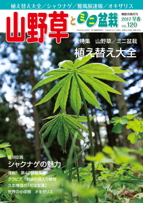 隔月刊「山野草とミニ盆栽」17年早春号