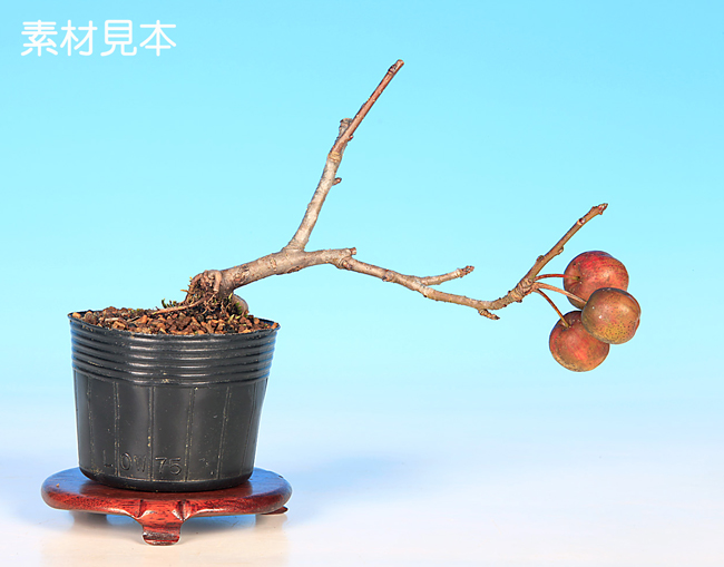 冬りんご