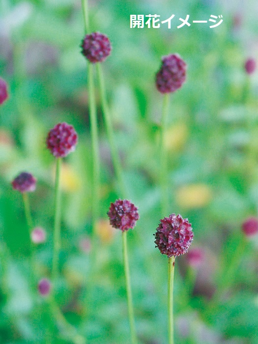 タンナワレモコウ　7.5cmﾎﾟｯﾄ