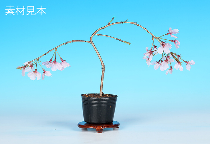 桜〔神山しだれ桜〕