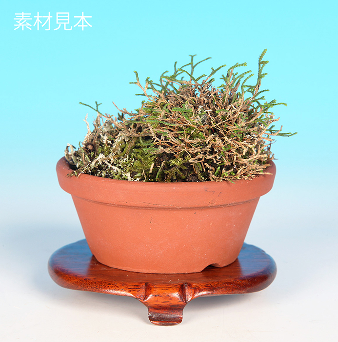 針金かずら