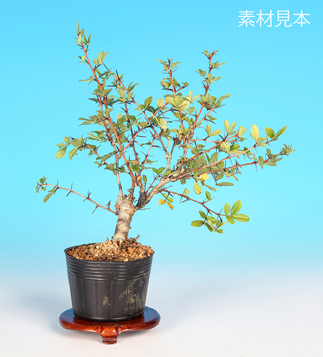むれすずめ
