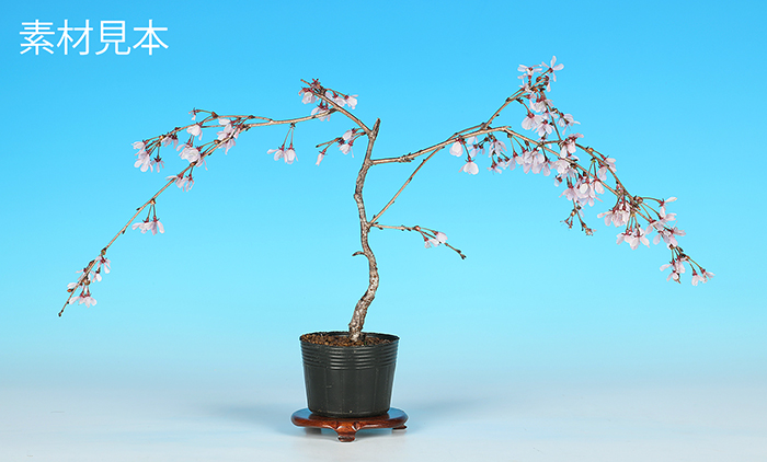 富士桜〔埴生乙女しだれ〕