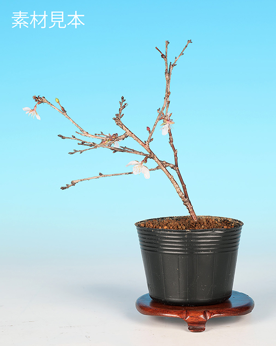 富士桜〔四季咲〕