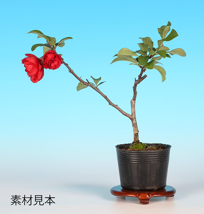 ぼけ〔長寿冠〕