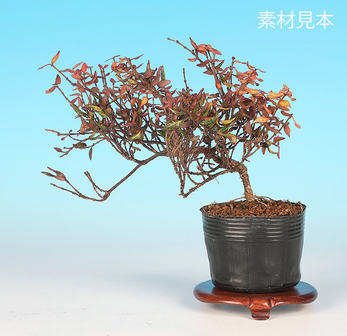 黄金縮緬かずら