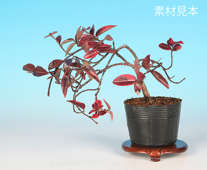 五色定家かずら