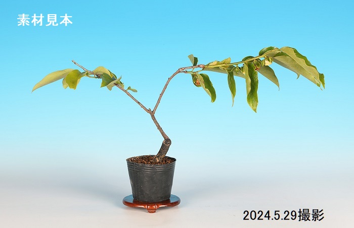 千成柿