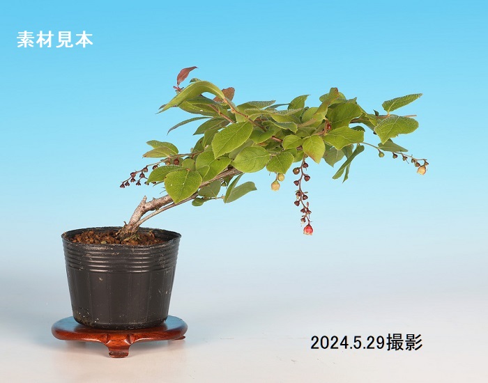 夏はぜ