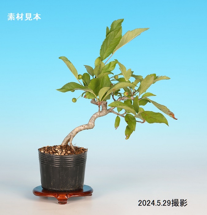 ずみ（黄実）