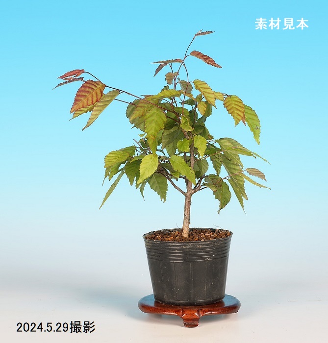一才赤芽そろ