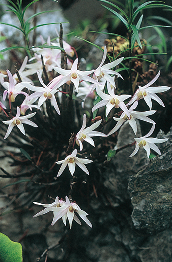 セッコク　6cmﾎﾟｯﾄ