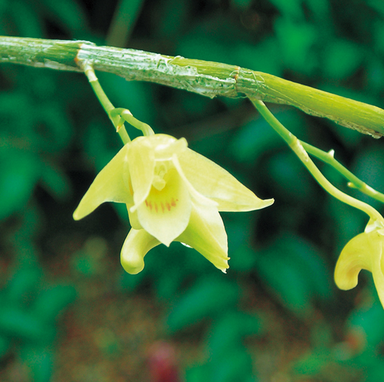 キバナセッコク　7.5cmﾎﾟｯﾄ