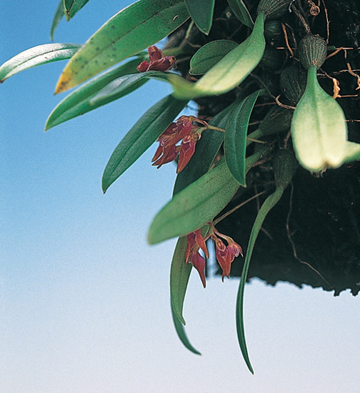 ミヤマムギラン　6cmﾎﾟｯﾄ