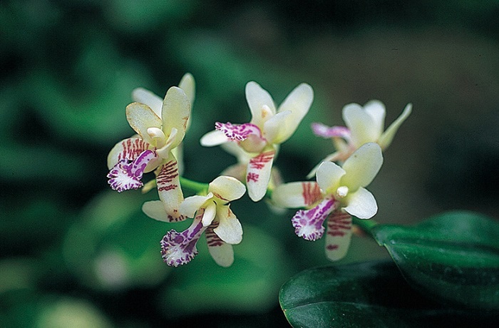 ナゴラン　7.5cmﾎﾟｯﾄ