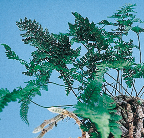 トキワシノブ　12cmﾎﾟｯﾄ