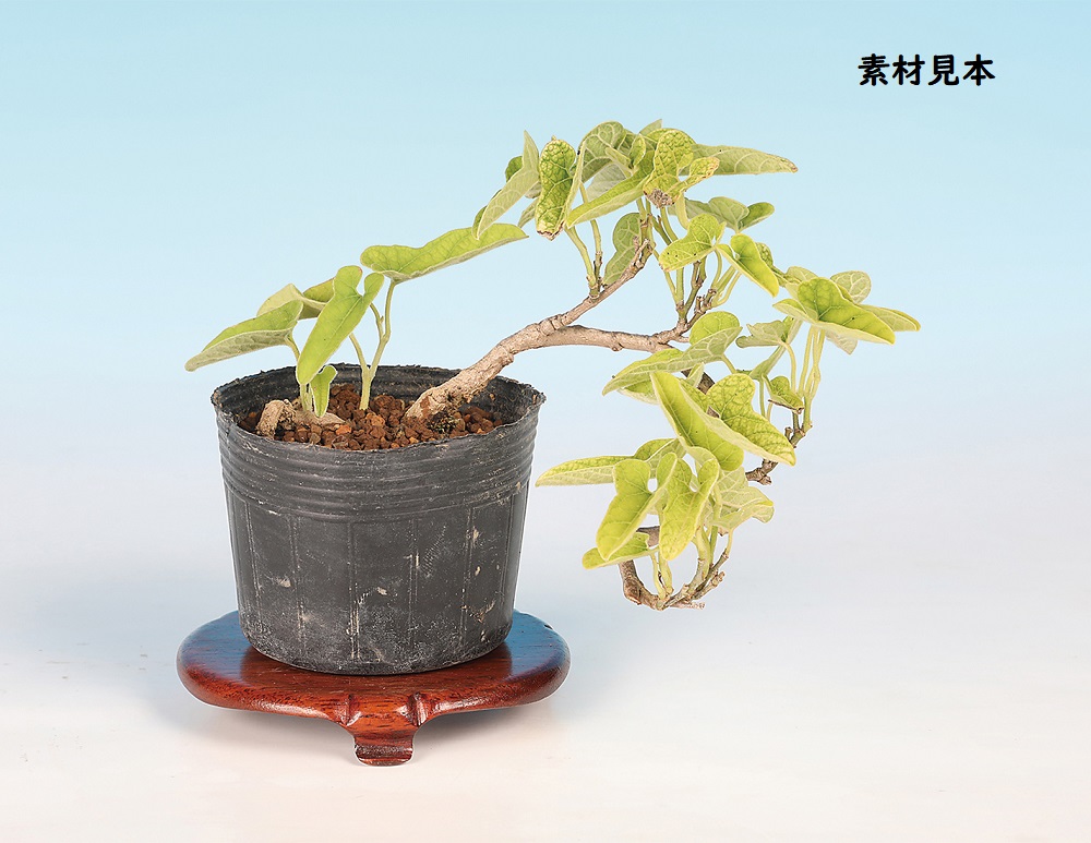 馬の鈴草