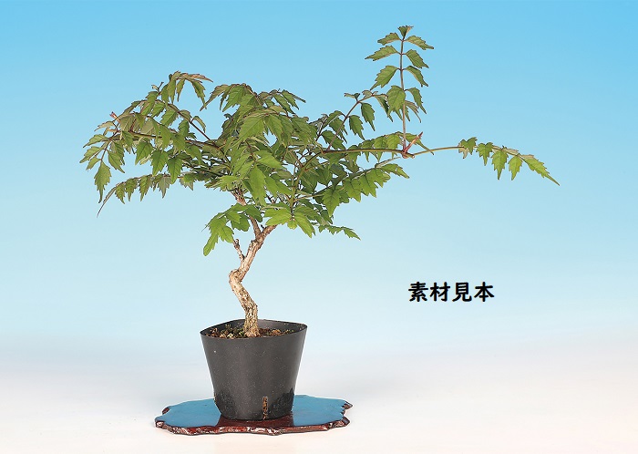 のうぜんかずら