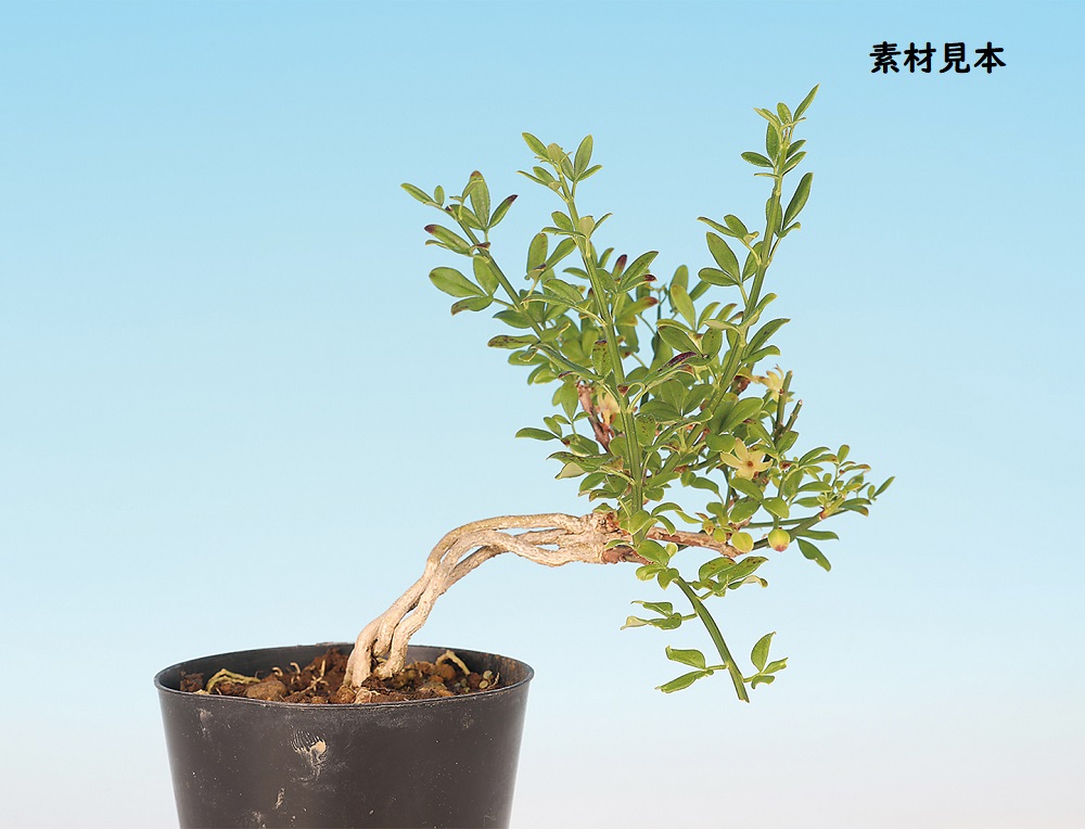 黄梅