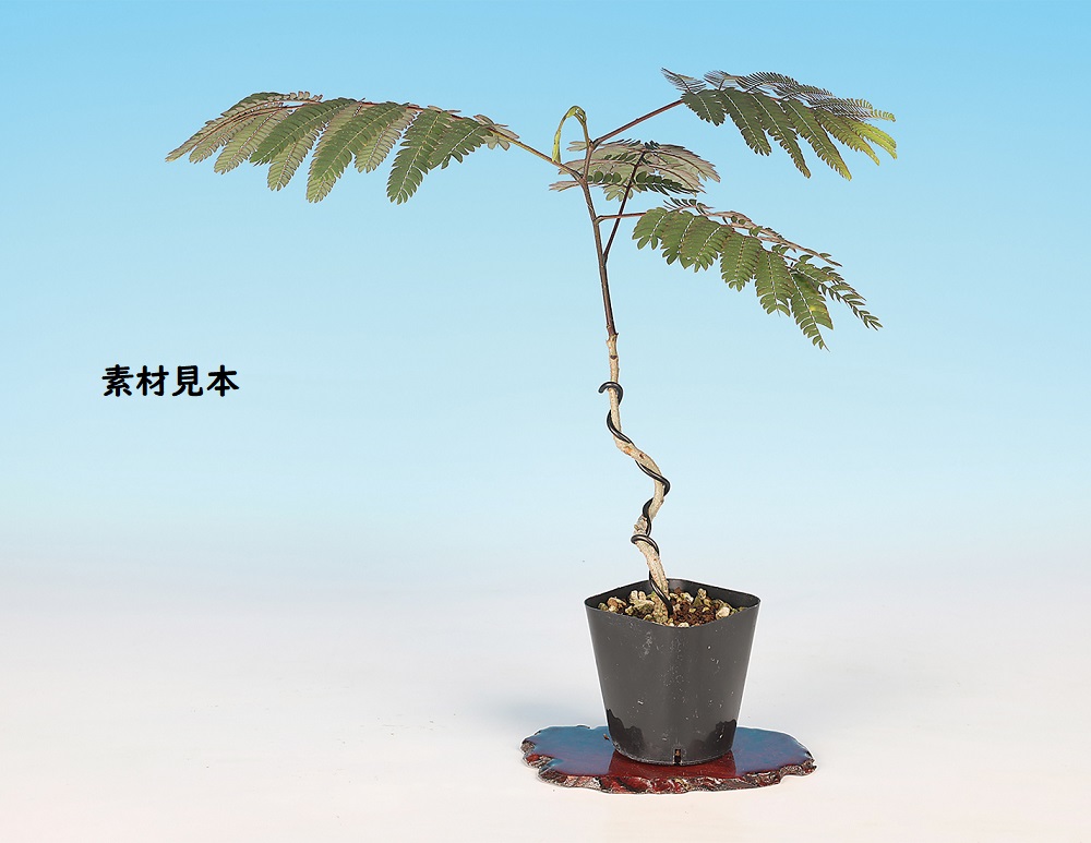 ねむのき