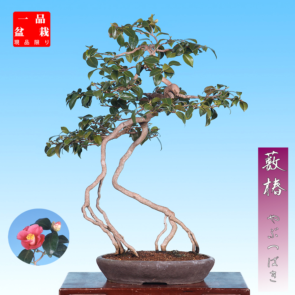 藪椿