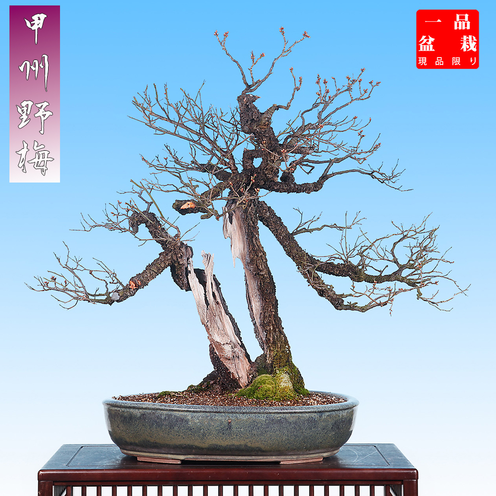 甲州野梅