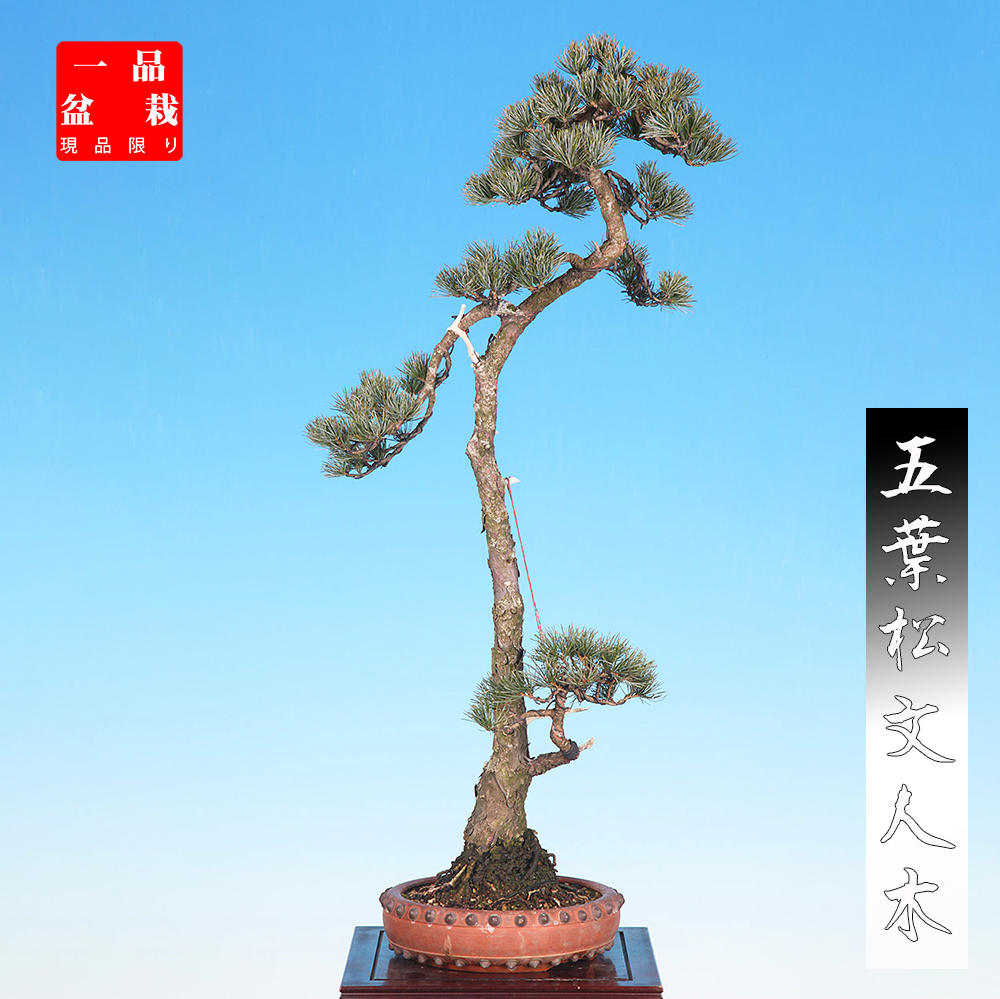 五葉松