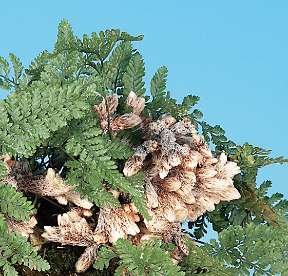 姫石化トキワシノブ　7.5cmﾎﾟｯﾄ