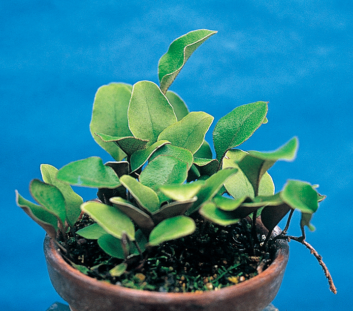 モウコヒトツバ　7.5cmﾎﾟｯﾄ