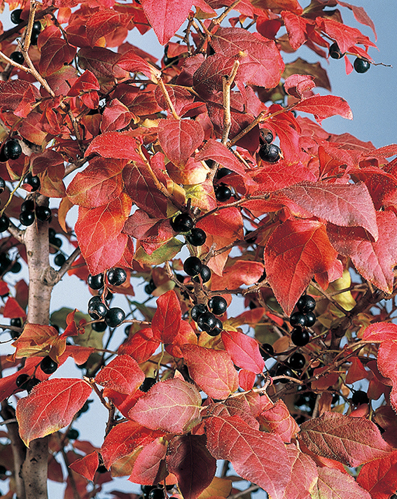 ナツハゼ　6cmﾎﾟｯﾄ