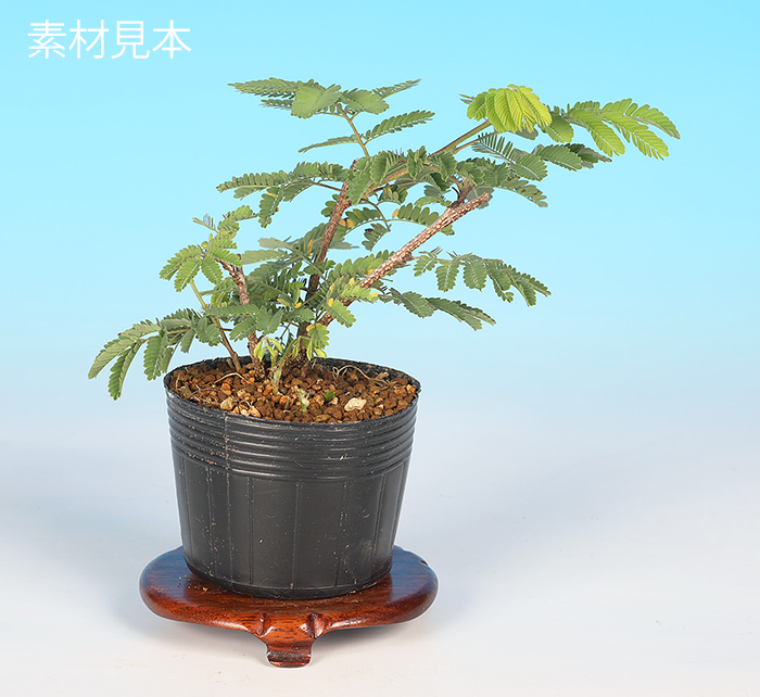 一才性緋ねむ