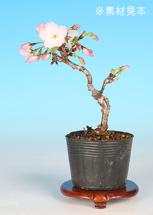 御殿場桜