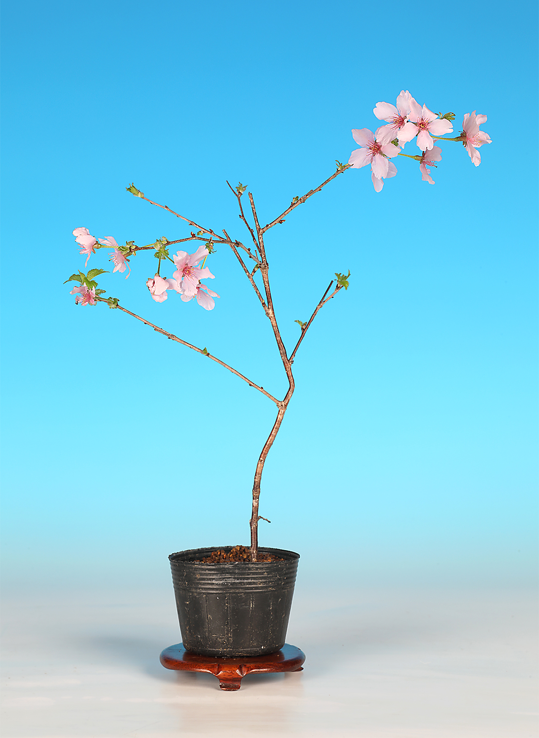 富士桜〔かすみしだれ〕