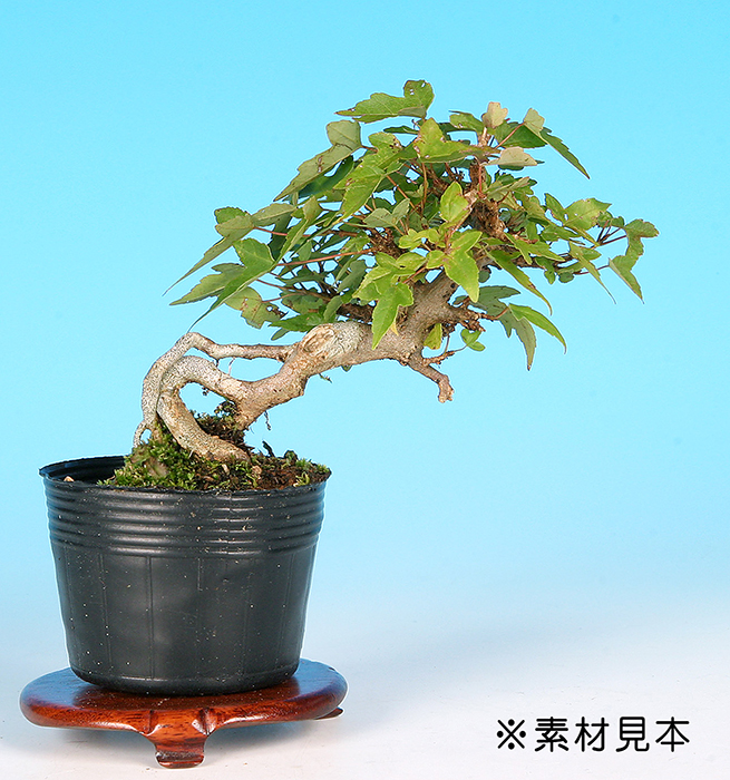 楓