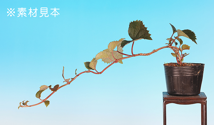 いわがらみ