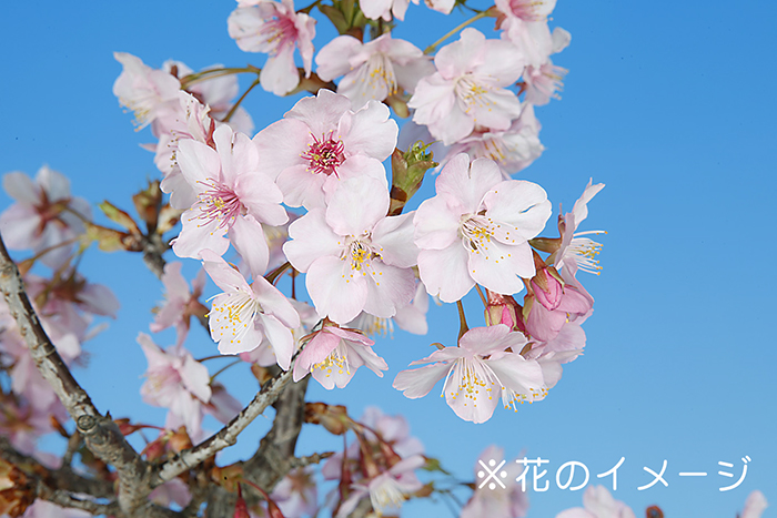 河津桜