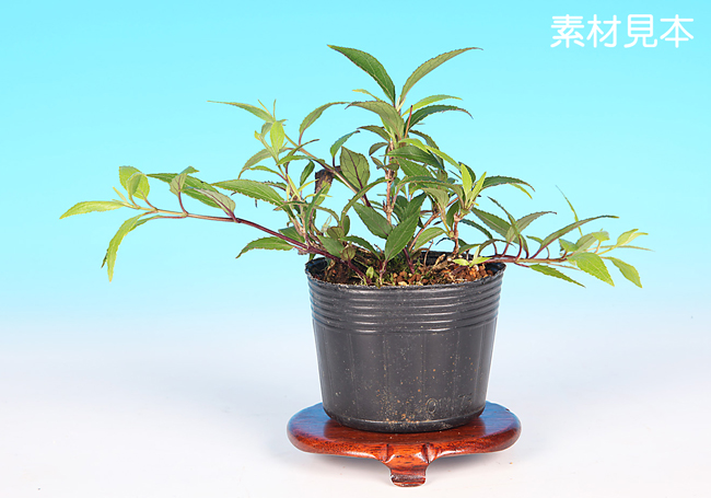 屋久島姫うつぎ
