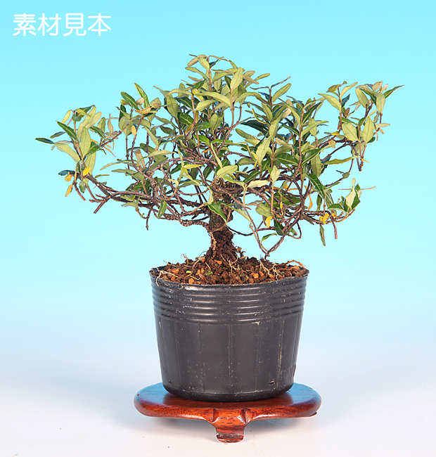 極小葉縮緬かずら