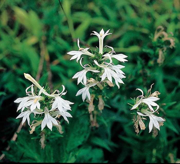 白花サワギキョウ