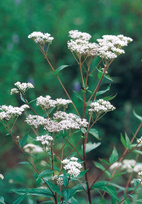 白花フジバカマ
