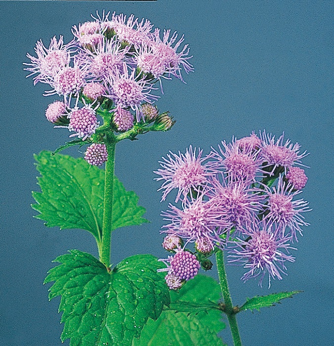 青花フジバカマ