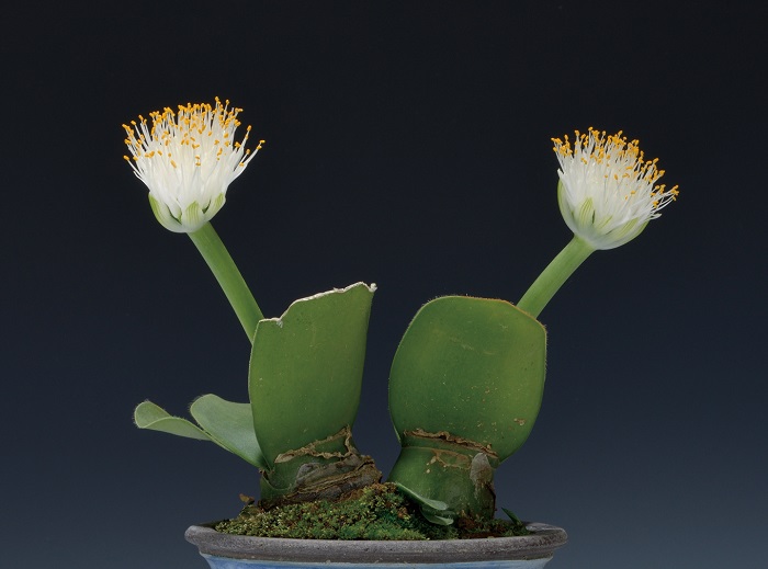 白花マユハケオモト